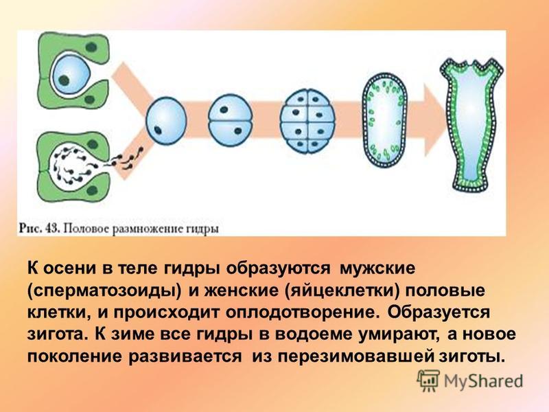 Кракен это известный маркетплейс